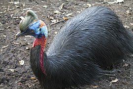 Kasuari gelambir-ganda Casuarius casuarius Bandung Zoo.jpg