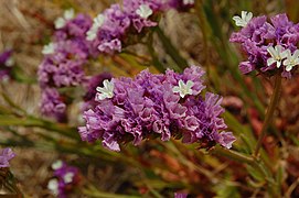 Limonium sinuatum (Sea Lavender, Statics)