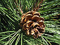 Open seed cone