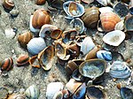 Muscheln am Strand