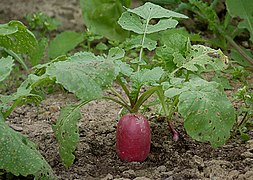 edible leaves