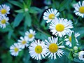 Erigeron annuus