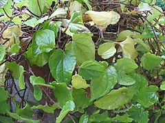 Betel leaves (Piper betle)