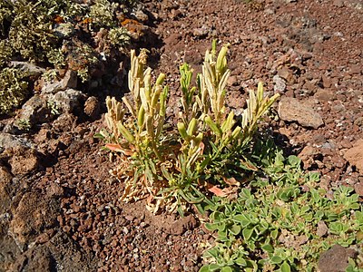 Reseda lancerotae