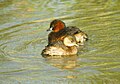 Adult and juvenile; Remolar, Delta Llobregat, Barcelona, Spain