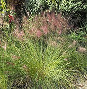 Muhlenbergia capillaris (Pink Muhly Grass, Hairawn Muhly)