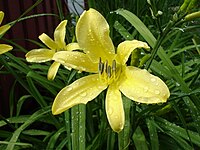 Hemerocallis thunbergii