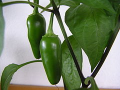 Jalapeño and other peppers (Capsicum annuum)