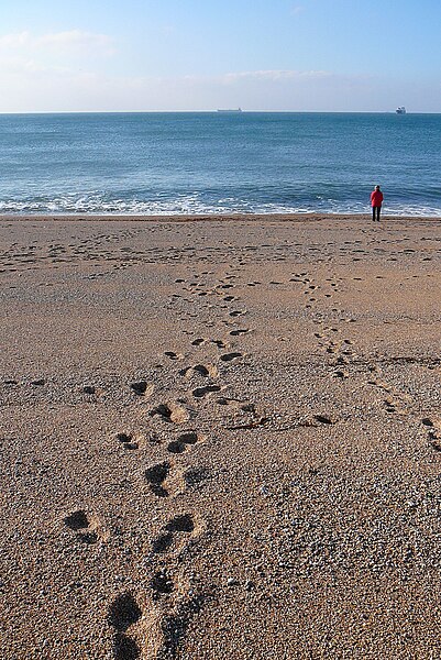 File:Footsteps in the sand (3185033165).jpg