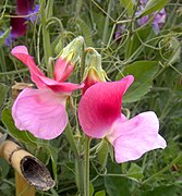 Lathyrus odoratus (Sweetpea)