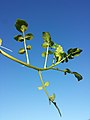 Stem with leaves