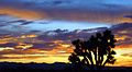 Joshua Tree Silhouettes the Western Sky.