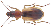 Thumbnail for File:Cymindis cf. favieri limbipennis Chaudoir, 1873.png