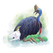 Cassowary (Casuarius casuarius).png