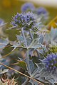 Eryngium maritimum