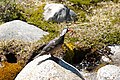 ♂ Near Fitz Roy, Argentina