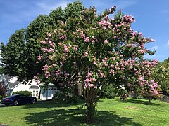 Lagerstroemia (Crape Myrtle)