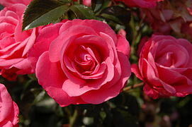 Rosa (Rose) can also be grown as a shrub