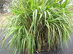 Pennisetum purpureum (Elephant Grass)