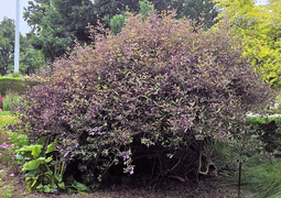 Vitex trifolia (Arabian Lilac)