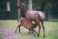 Elk fawn nursing