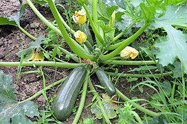 Zucchini (Cucurbita pepo)