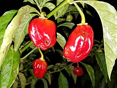 Habanero (Capsicum chinense)