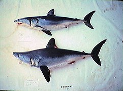 Porbeagle mako comparison.jpg