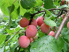 Plums (Prunus domestica) only some varieties