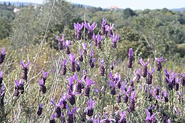 Lavandula stoechas (Spanish Lavender)