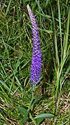 Veronica spicata