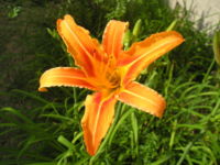 Hemerocallis fulva