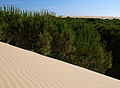 Parque Nacional de Doñana, Andalusia, Spain