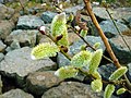 Salix caprea