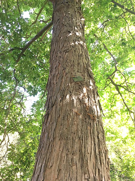 File:Greenwich Park Shagbark Hickory (4).jpg