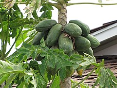 Papayas (Carica papaya)