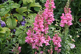 Antirrhinum majus (Snapdragon)