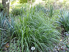 Andropogon gerardii (Big Bluestem)