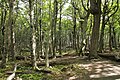 Forest in Torres del Paine National Park