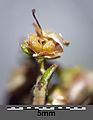 Infructescence (petals partly removed)