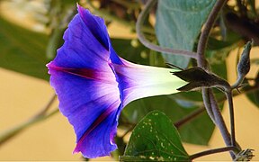 Ipomoea purpurea (Morning Glory)