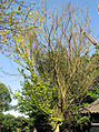 Iepziekte op goudiep (Ophiostoma ulmi on Ulmus x hollandica 'Wredei') (11 May 2008)