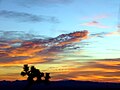 Twilight, Joshua Tree, California