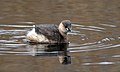 Winter plumage; Penrhos LNR, Môn/Anglesey, Wales