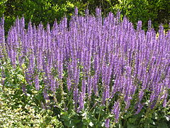 Salvia (Sage)