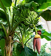 Plantains (Musa × paradisiaca)