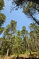 Forest, Papoose Creek Pines, Vilas County, Wisconsin