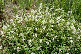 Ceanothus (California Lilac)