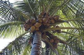 Coconuts (Cocos nucifera)