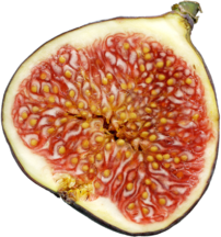 Fig